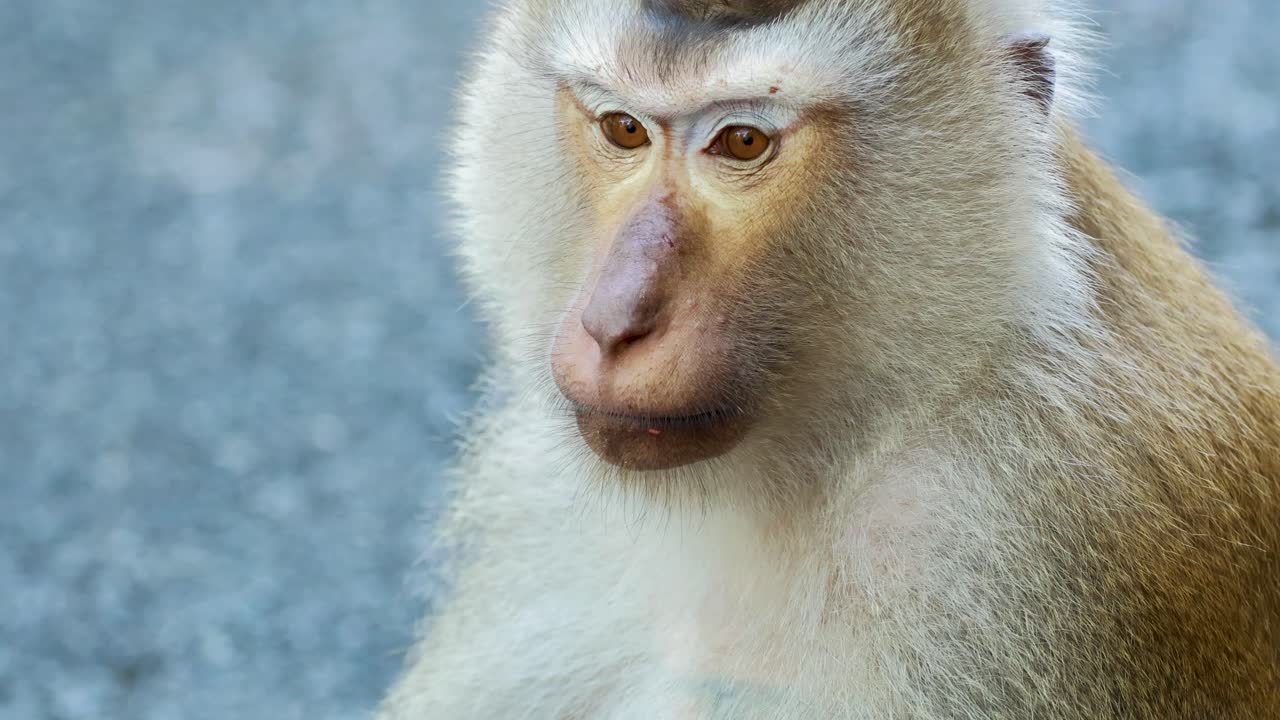 A southern pig-tailed macaque attentively observes its surroundings in a Phuket forest setting
