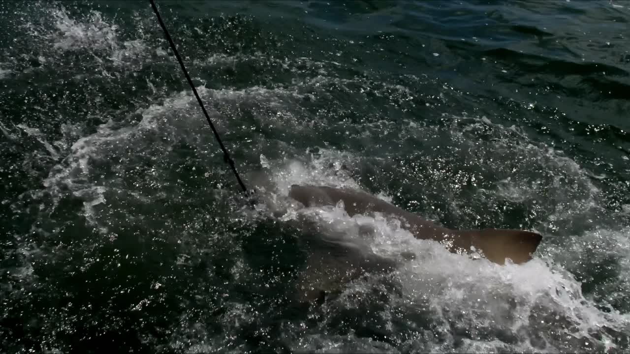 Sharks gnaw and tear apart fish, splashing white water everywhere