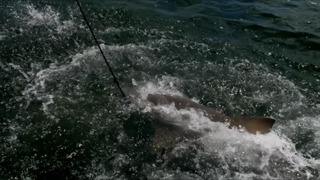 sharks gnaw and tear apart fish, splashing white water everywhere