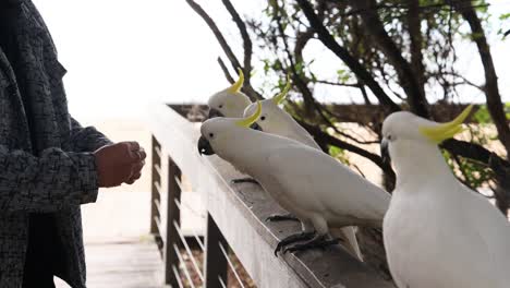 person feeding yellow-crested cockatoos on a railing