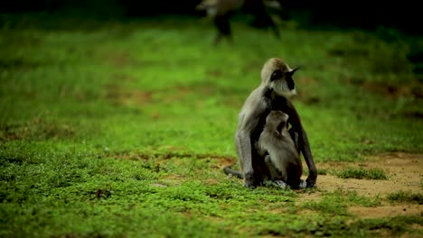 monkey mom taking care of her baby monkey video south asia wildlife nature close up