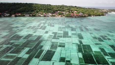 Video-Aéreo-De-Drones-Volando-Hacia-Nusa-Ceningan,-Sobre-Granjas-De-Algas-Marinas-En-El-Mar,-Frente-A-La-Costa-De-Bali,-Indonesia