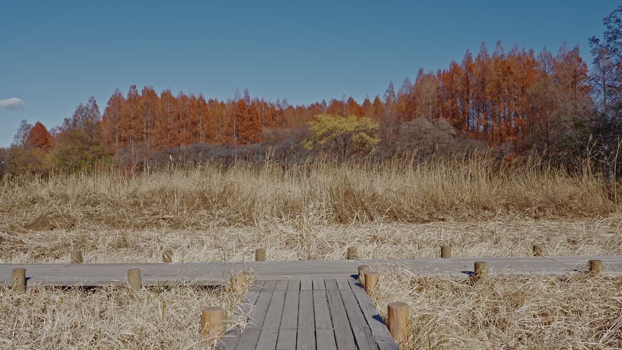 A T-shaped wooden boardwalk crossing through golden autumn wetlands in Mizumoto Park, with a distant backdrop of towering rust-red Metasequoia trees