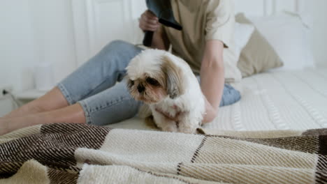 nahaufnahme eines hundegesichtes