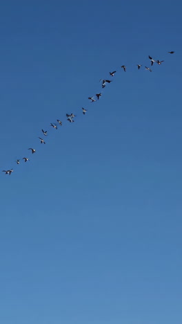 geese in flight