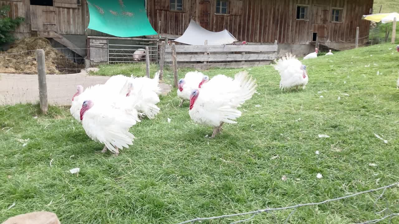 울타리 걷기 뒤에 넓은 가슴 흰 칠면조 무리