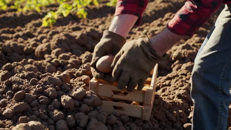 farmer harvesting fresh potatoes
