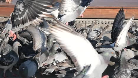 pigeons feeding in a city