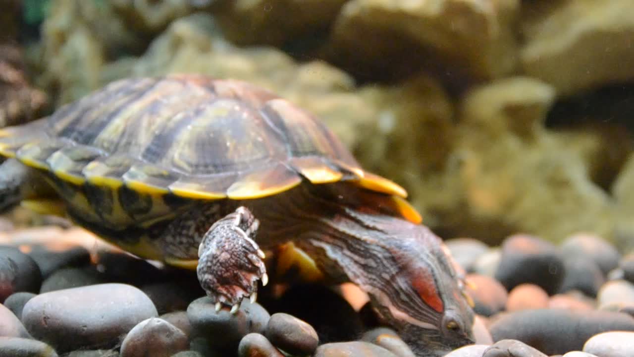 Turtle