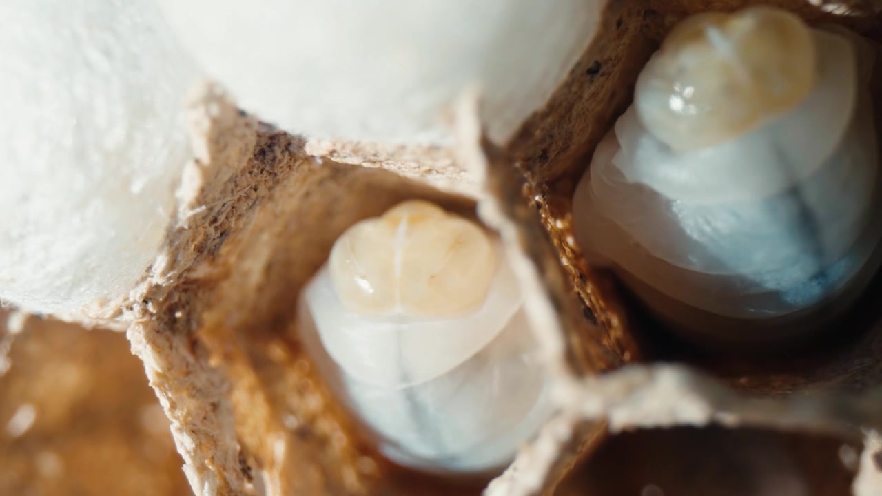 Hornet larva seen in an extreme macro view within its hexagonal paper cell. High-contrast footage captures the predator's early life stages and movement in the nest.