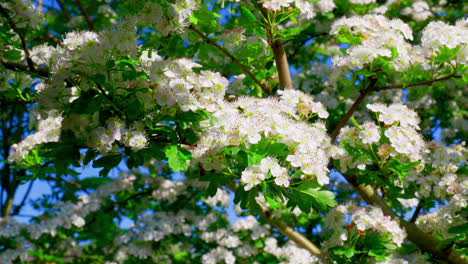 Hawthorn blossom moving gently in the summer breeze