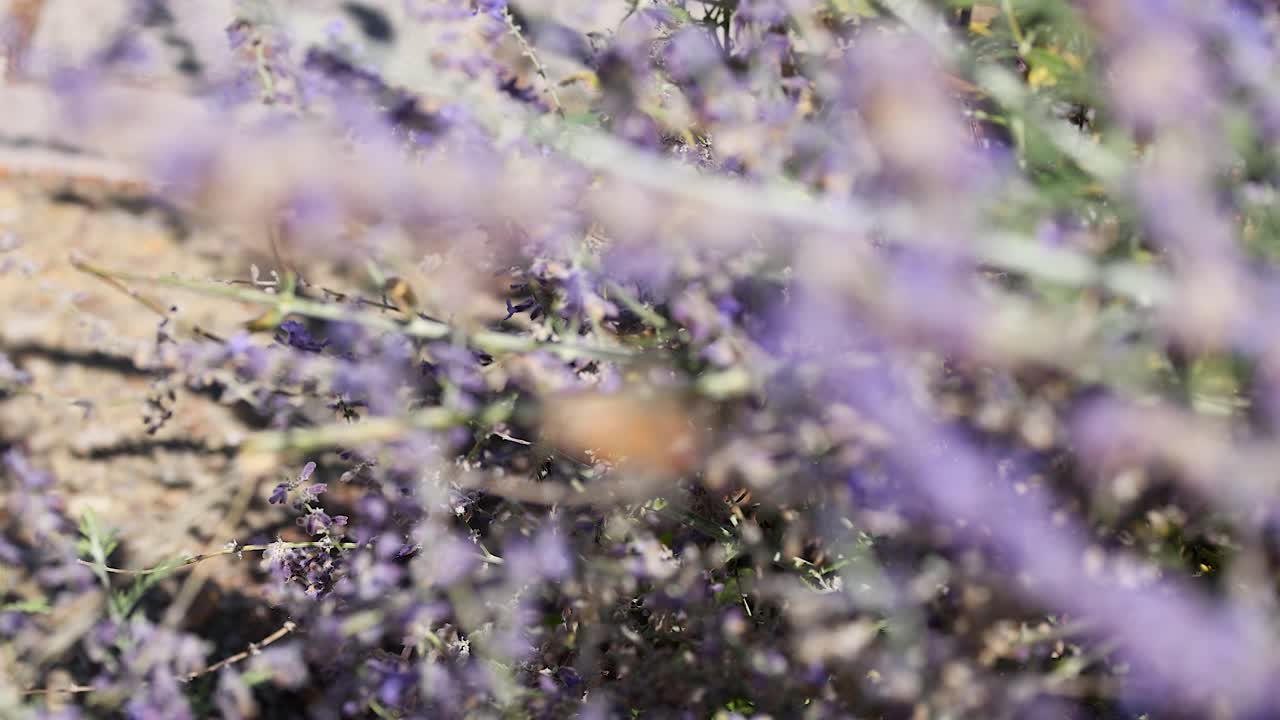 la polilla del colibri se alimenta de las flores de lavanda.