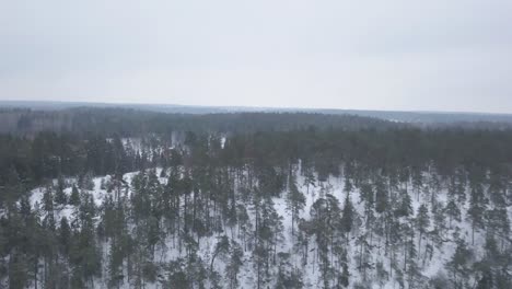 Wide-aerial-footage-of-spectacular-evergreen-forest-scenery-in-winter-while-slowly-panning-and-tilting-towards-part-of-forest-showing-slight-overhead-view-of-trees