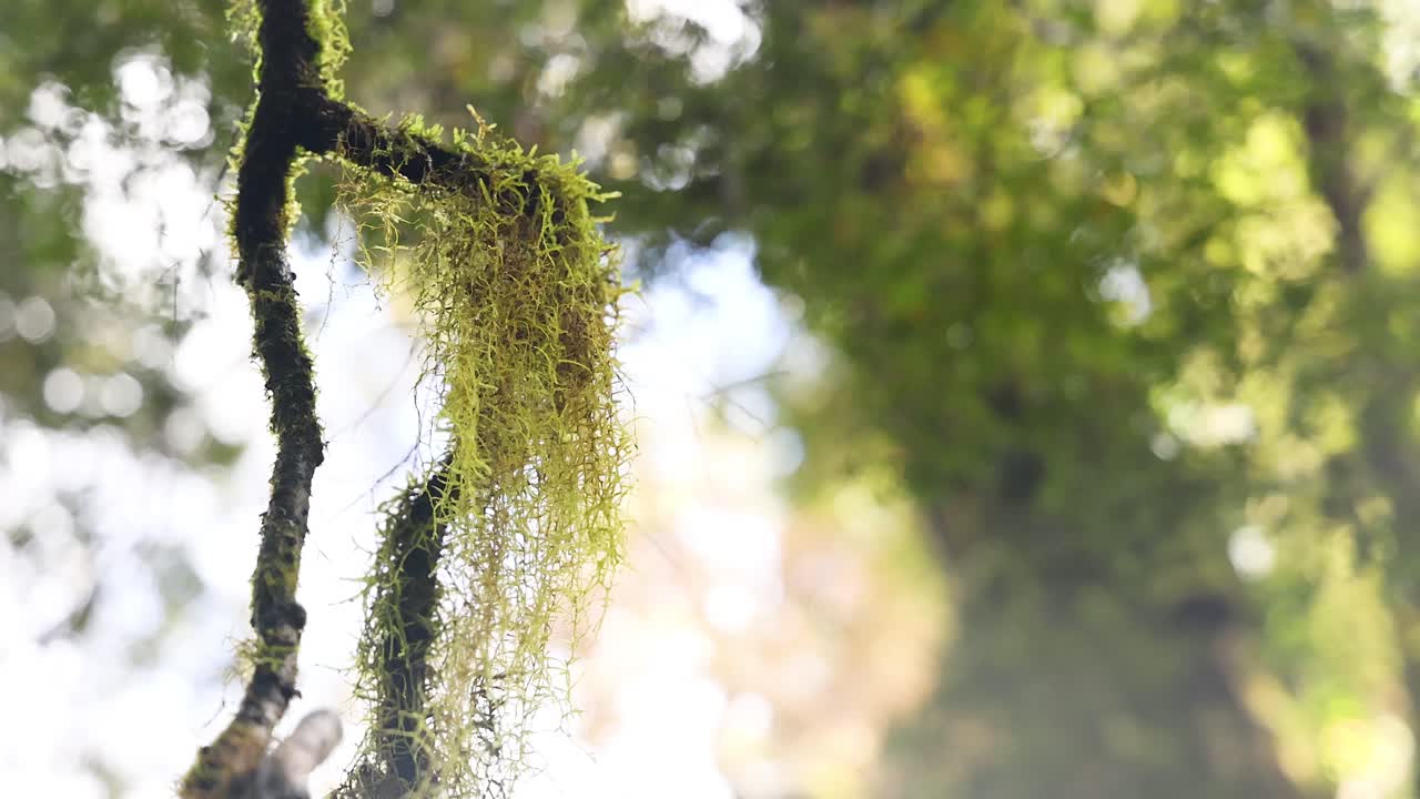 숲 에서 모스 로 인 가지 에서 떨어지는 비방울