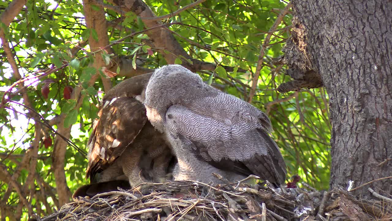 A smooth steady clip of a Verreaux Eagle-Owl feeding in its nest with a chick