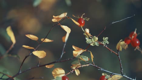 Ripe rosehip berries on the slender branches