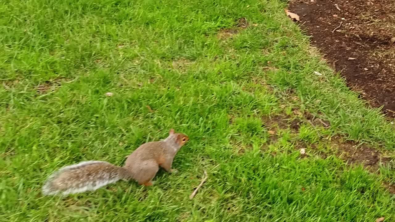 Brown squirrel run like a rabbit on the grass in the park