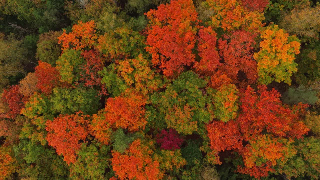 Drone view of colorful autumn trees in full seasonal display