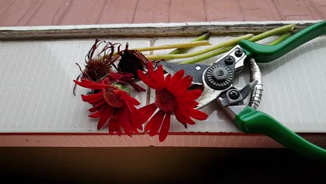 Slow-motion-side-slide-of-decaying-red-gerbera-daisies-flowers-near-window-after-being-cut-with-garden-scissors,-deep-red-and-blue-colors