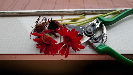 diapositiva lateral en cámara lenta de flores de margaritas gerbera rojas en descomposición cerca de la ventana después de ser cortadas con tijeras de jardín, colores rojo y azul profundos