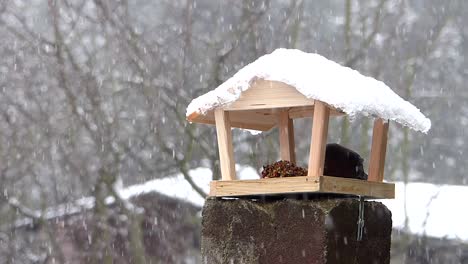 Winterpflege-Für-Gartenvögel