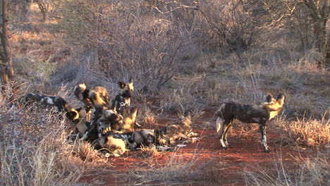 Gruppe-Von-12-Afrikanischen-Wildhunden-In-Der-Trockenen-Savanne,-Bereit,-Bei-Sonnenuntergang-Zur-Jagd-Aufzubrechen