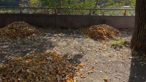 panning shot of piles of autumn leaves along maritsa river ready to be collected