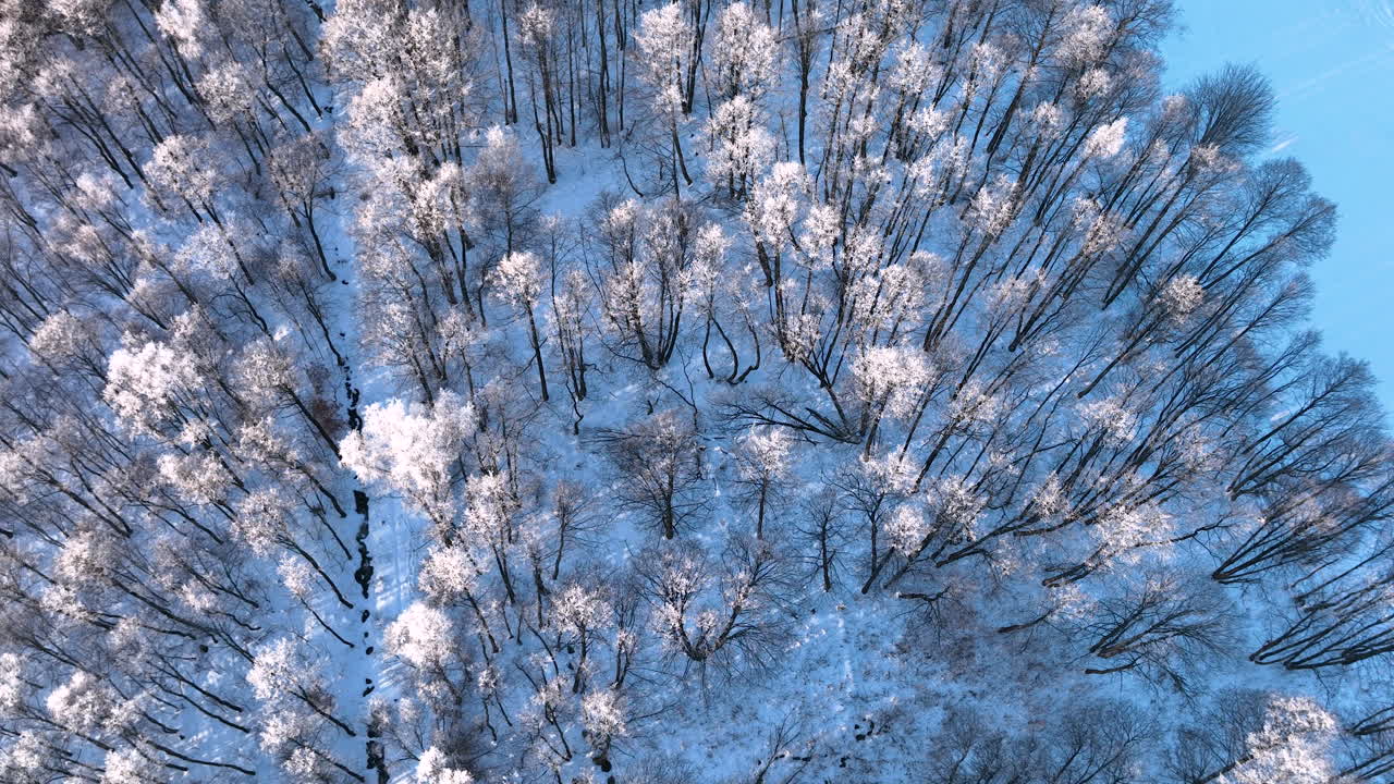 Et luftfoto af en skov dækket af sne, der viser vinterens fredfyldte skønhed. Top-down luftfoto