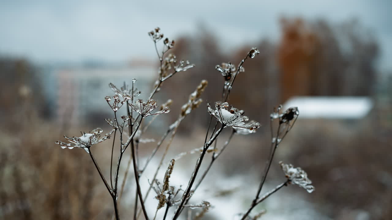 мороженные стебли травы, украшенные блестящими каплями льда, демонстрируют сложные замороженные детали и текстуры, создавая спокойную зимнюю сцену с мягким размытым фоном