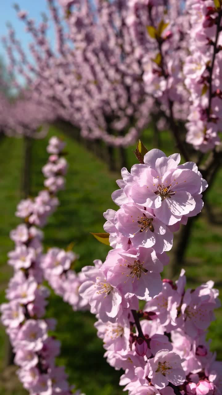 Close-up of blooming pink cherry blossoms in a garden, captured from a low angle