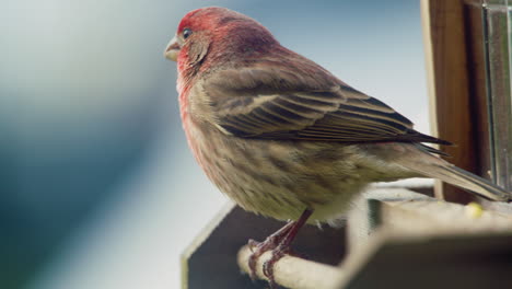 house finch on a bird feeder in pennsylvania, u