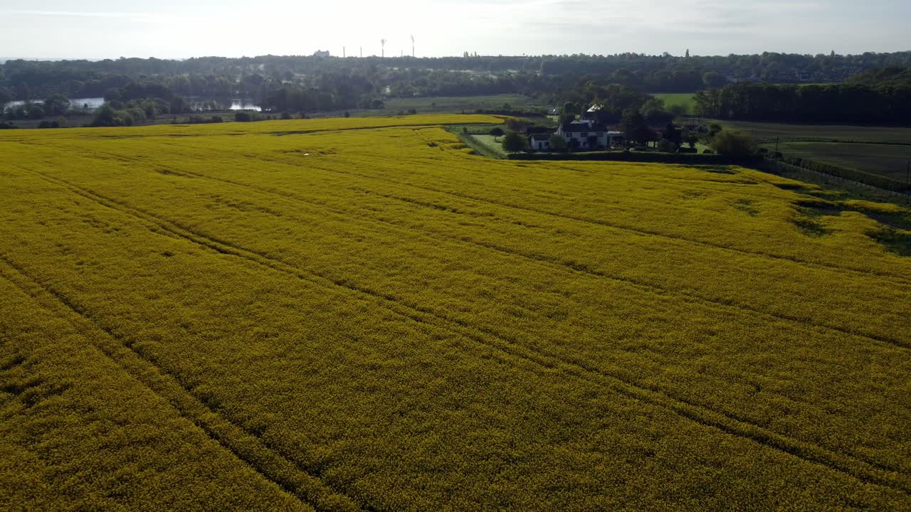 Aerial view descending over colourful golden yellow canola biodiesel field in England at sunrise