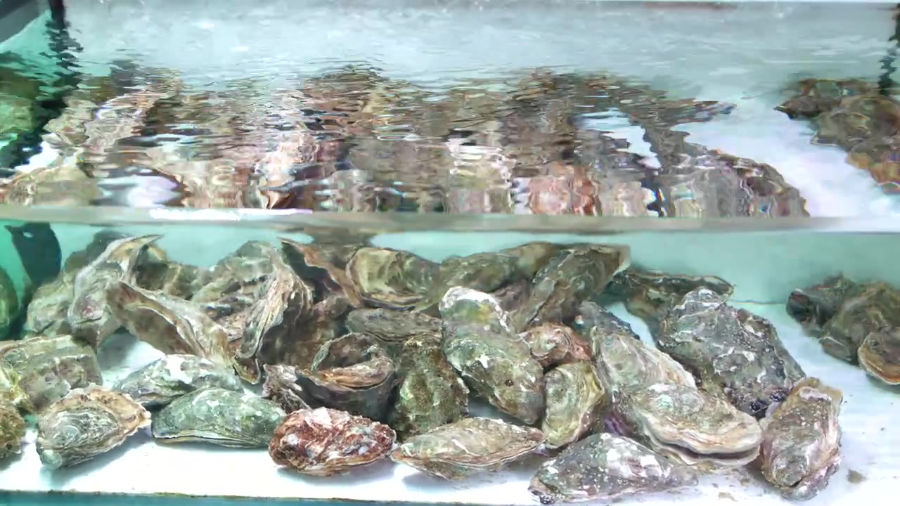 Static medium shot of live oysters submerged in a bubbling glass aquarium at Krabi market