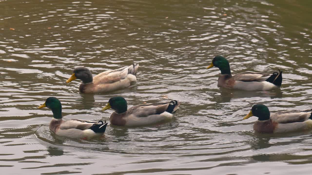 Primo piano di uno stormo di germani reali che si rilassano su un lago calmo all'alba d'autunno