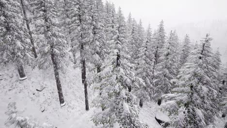 aerial snow covered trees landscape