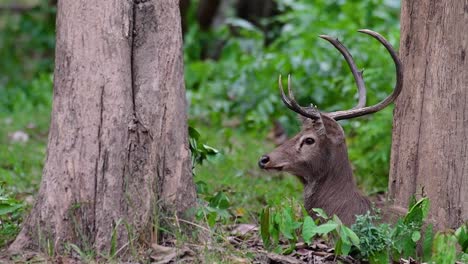 Der-Eldhirsch-Ist-Aufgrund-Von-Lebensraumverlust-Und-Jagd-Eine-Vom-Aussterben-Bedrohte-Art