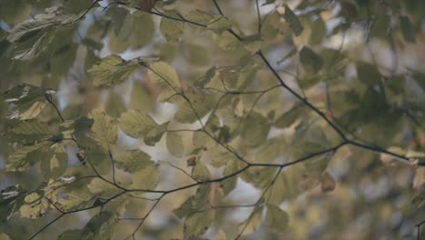 leafs flapping in slow motion