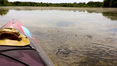 Drifting-kayak-causes-tadpoles-to-jump-off-reeds-and-dive-into-water