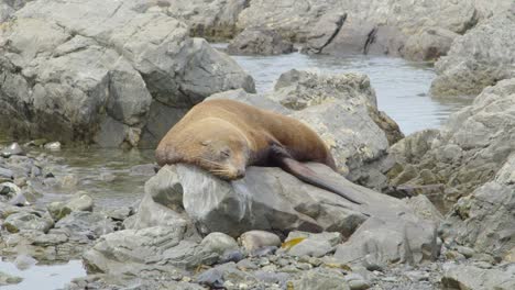 a fur seal sleeping on a rock on a beach