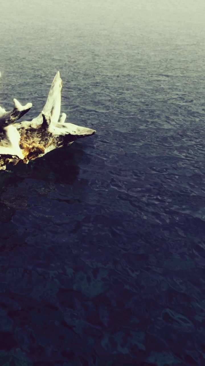 Whale carcass floats on ocean surface near coastline at sunset