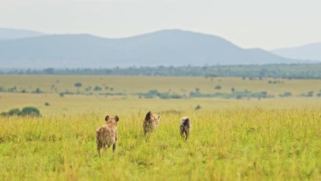 slow motion shot of hyenas waiting to get on a kill, order of food chain in the maasai mara national reserve, exciting african wildlife, kenya, africa safari landscape in masai mara north conservancy