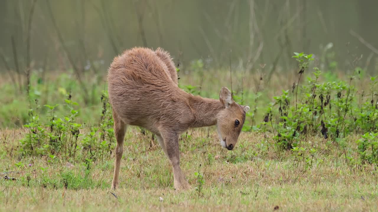ciervo cerdo indio, hyelaphus porcinus, tailandia