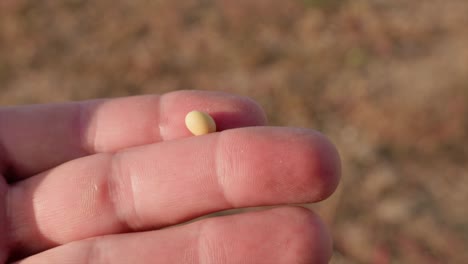 Hand-Hält-Bio-Sojabohnen-Zwischen-Den-Fingern-Und-Prüft-Die-Qualität