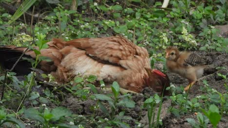 pollo relajándose en el suelo - pollo