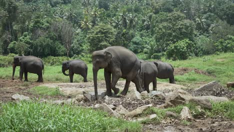 group of wild elephants roaming through the lush jungle of sri lanka, showcasing their majestic presence in a vibrant natural habitat