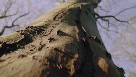 close up of tree bark looking up a giant tree against the blue sky