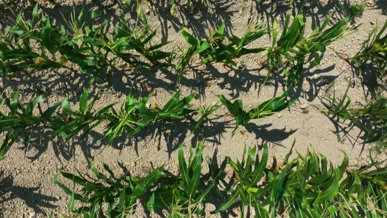 새의 눈 드론은 옥수수 에서 아, 시골의 은 여름 날