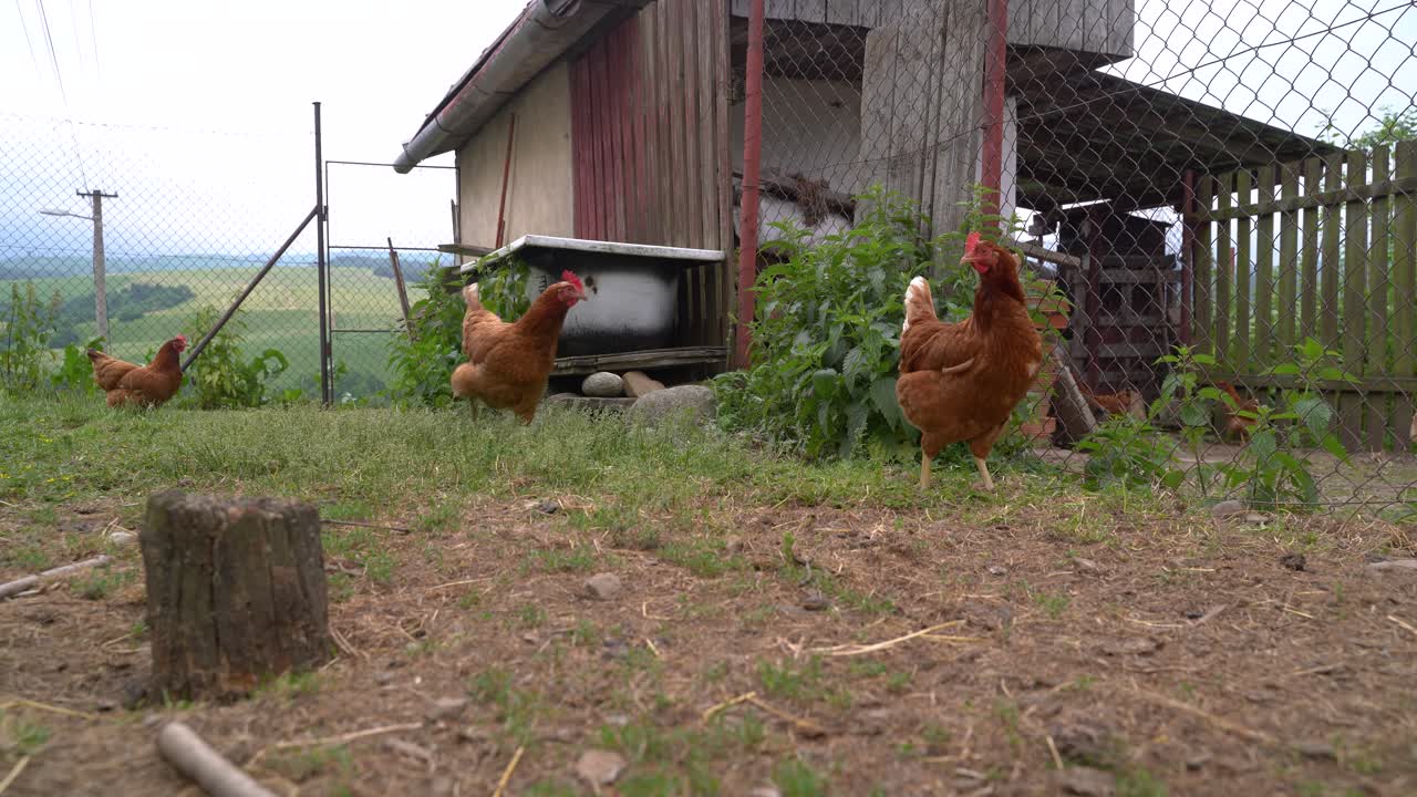 Many brown chicken walking around in rural farm setting outdoor