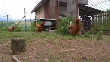 many brown chicken walking around in rural farm setting outdoor