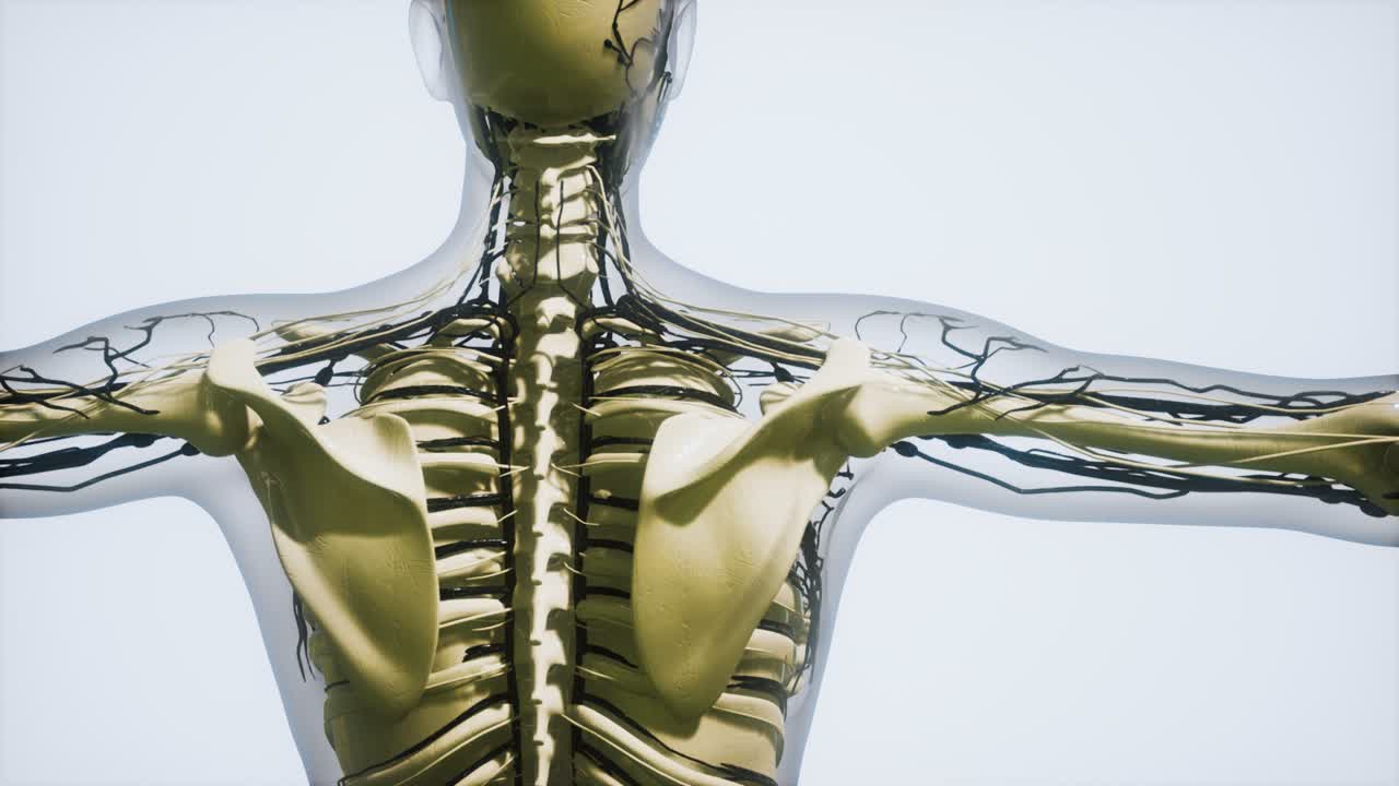 인간 혈관의 과학 해부학